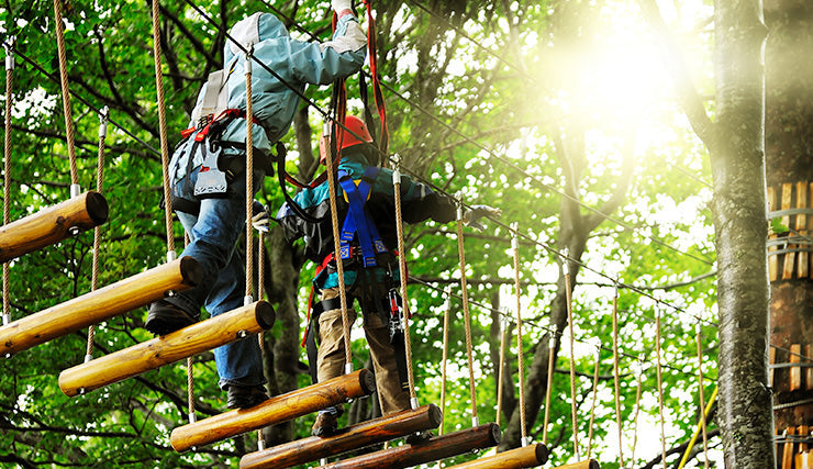 Exploring the Treetops