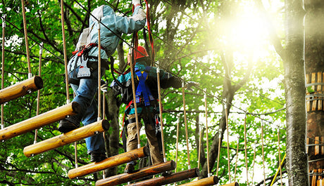 Exploring the Treetops