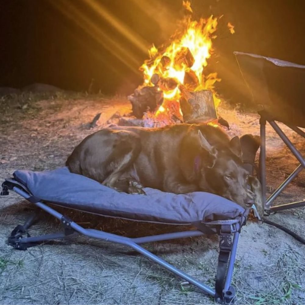WILDTRAK FOLDING DELUXE PET BED WITH CARRY BAG