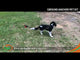 Ground Anchor Pet Kit